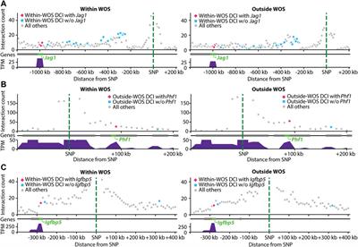 Deciphering the Role of 3D Genome Organization in Breast Cancer Susceptibility